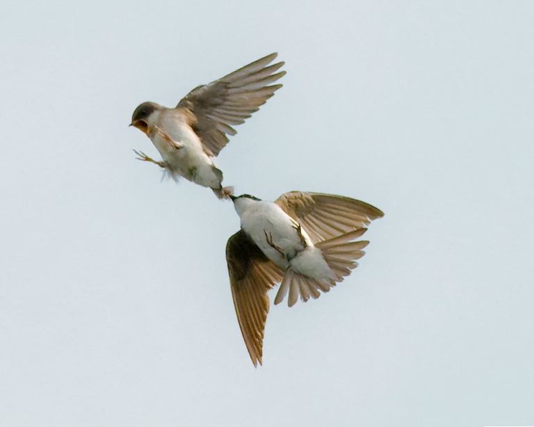 Swallow Chase